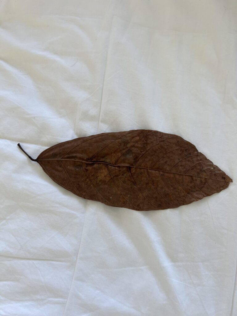 Cacao Leaf