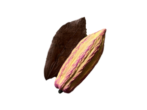 Cacao Pod