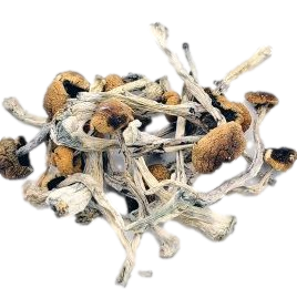 Psilocybin Mushrooms